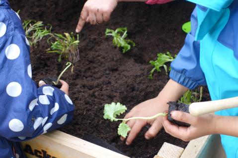Kinder bepflanzen Hochbeet - Ackerhelden