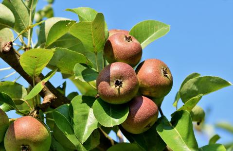 Nahaufnahme Apfelbaum zu Lebensmittelwertschätzung