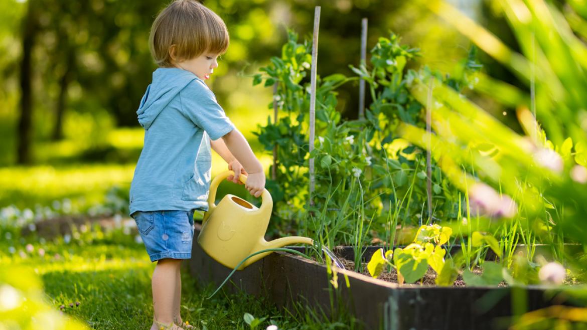 Kind gießt Gemüse im Garten