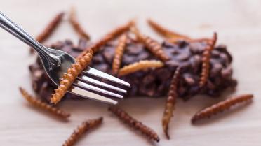 Insekten essen: Marktcheck der Verbraucherzentralen deckt Mängel auf