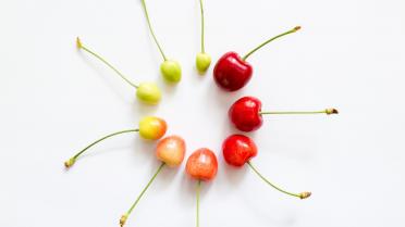 Kirschen unterschiedliche Reifestadien Anleitung Bildungs- Aktionsmaterialien