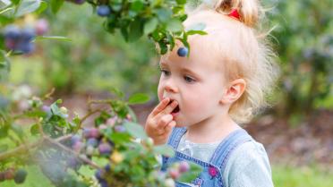 Kind pflückt Heidelbeeren, Aktionskarten Heidelbeere und Co.