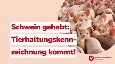 Schwein gehabt: Tierhaltungskennzeichnung kommt