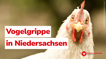 Vogelgrippe in Niedersachsen - Wir klären auf