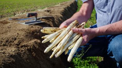 Frisch geernteter Spargel in Händen