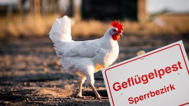 Weißes Huhn im Freien, Schild mit Geflügelpest Sperrgebiet