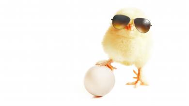 Küken mit Sonnenbrille hält ein Ei mit der Kralle fest freigestellt