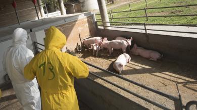 Afrikanische Schweinepest
