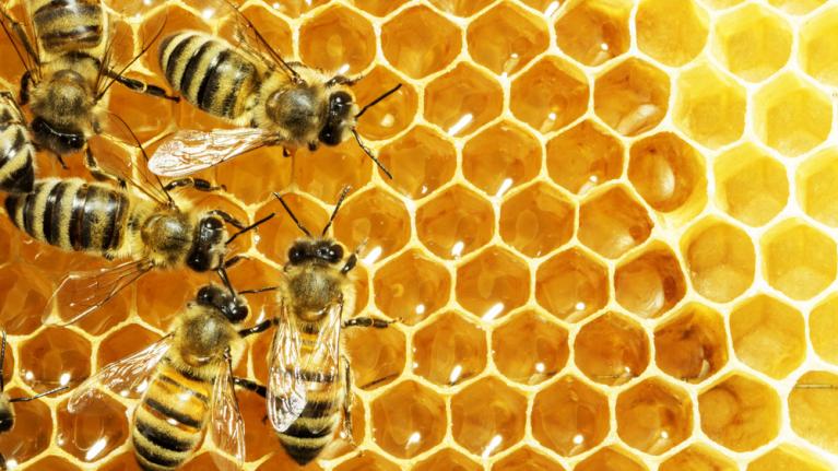 Mehrere Bienen auf Honigwabe