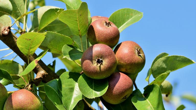 Nahaufnahme Apfelbaum zu Lebensmittelwertschätzung
