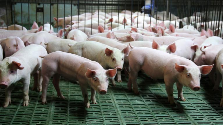 Schweine auf Spaltenböden zu Artikel: Online-Seminar: Kann man Tierwohl kaufen?