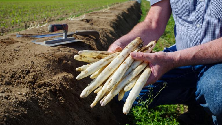 Frisch geernteter Spargel in Händen