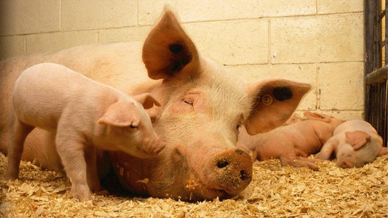 Tierschutz, Tierwohl, artgerechte Tierhaltung - was steckt dahinter?