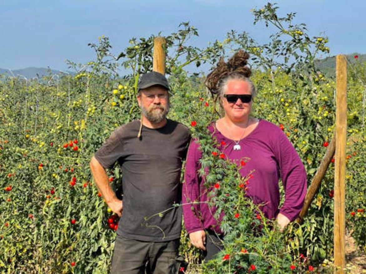 Mann und Frau inmitten von Freilandtomaten