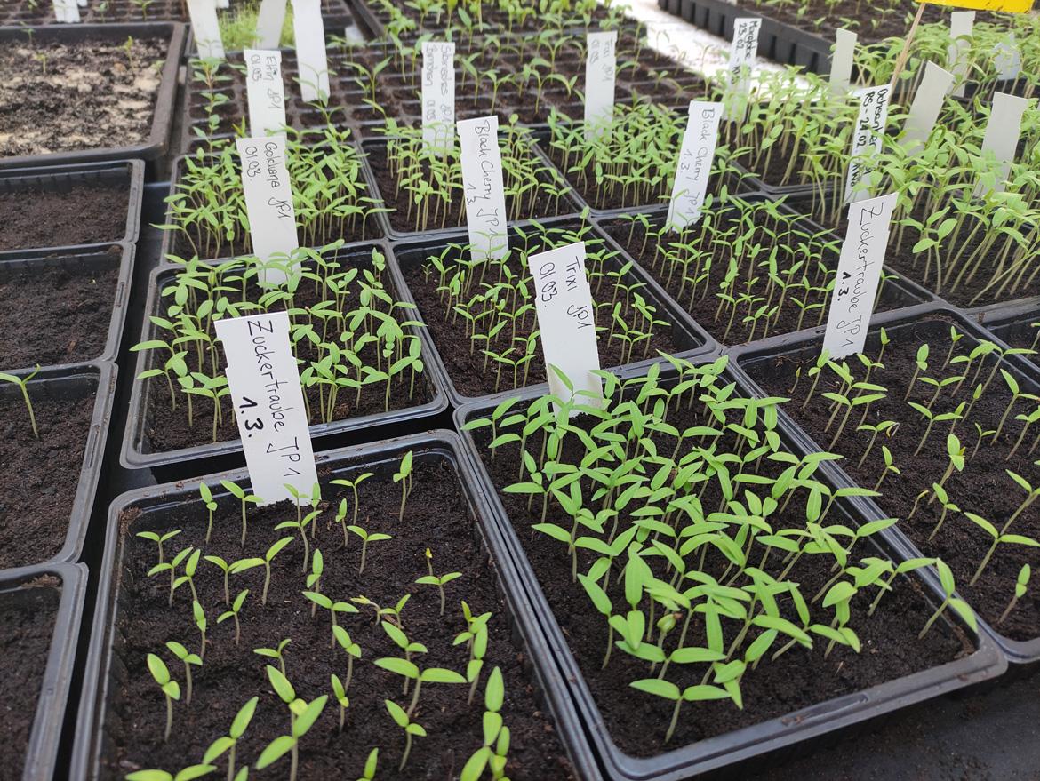 Tomatenkeimlinge in Plastikschalen