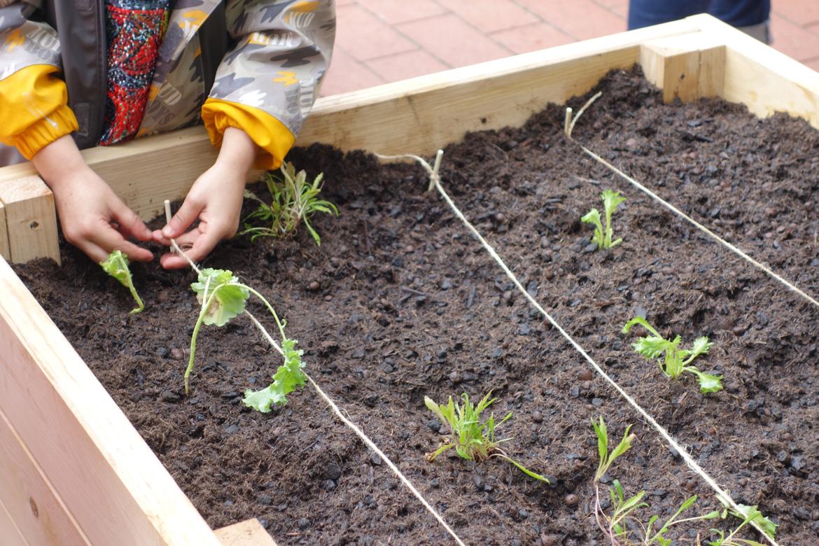 Kind bepflanzt Hochbeet - Ackerhelden