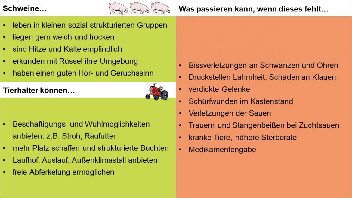 Artgerechte Haltung am Beispiel Schwein