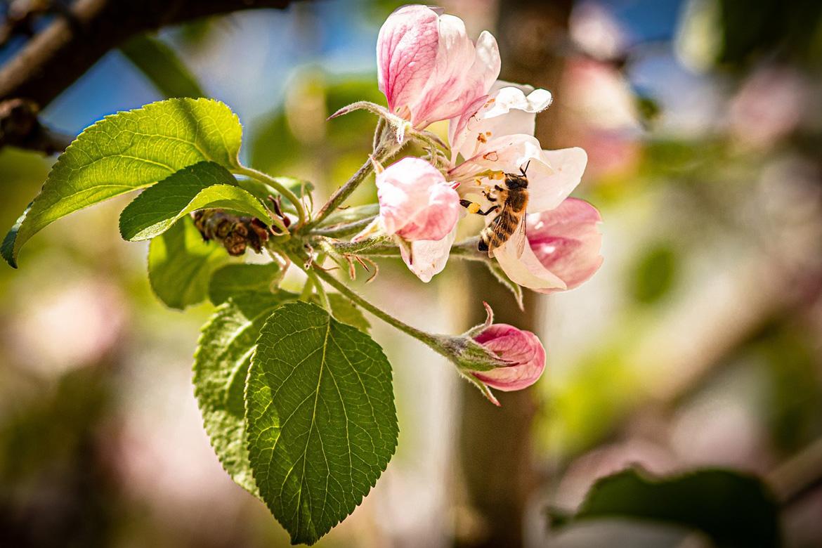 Biene auf Baumblüte Nahaufnahme