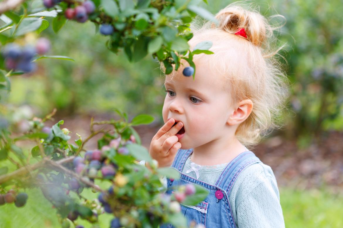 Kind pflückt Heidelbeeren, Aktionskarten Heidelbeere und Co.