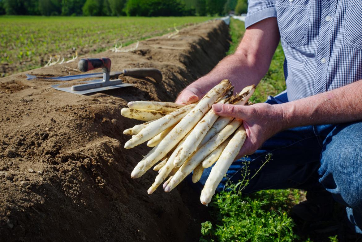 Frisch geernteter Spargel in Händen