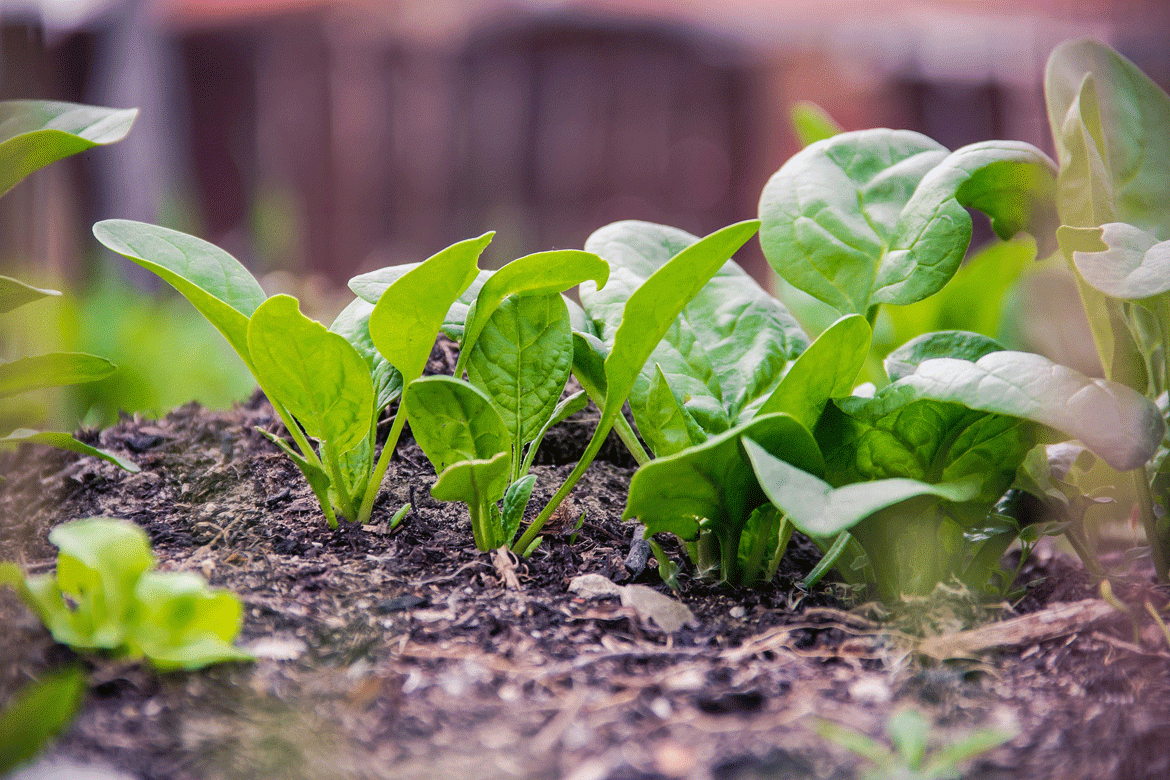 Auf dem Feld wachsender Spinat zu Artikel: Spinat, zartes Blattgemüse - frisch vom Feld