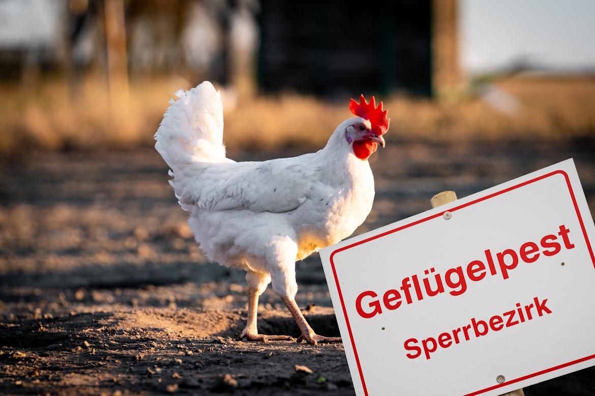 Weißes Huhn im Freien, Schild mit Geflügelpest Sperrgebiet