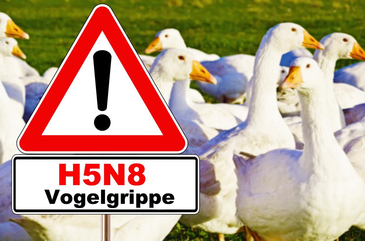 Vogelgrippe: Stallpflicht in einigen niedersächsischen Regionen