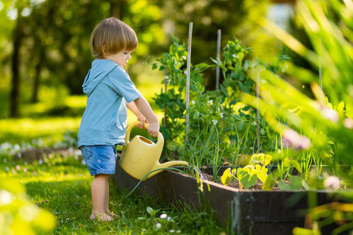 Kind gießt Gemüse im Garten