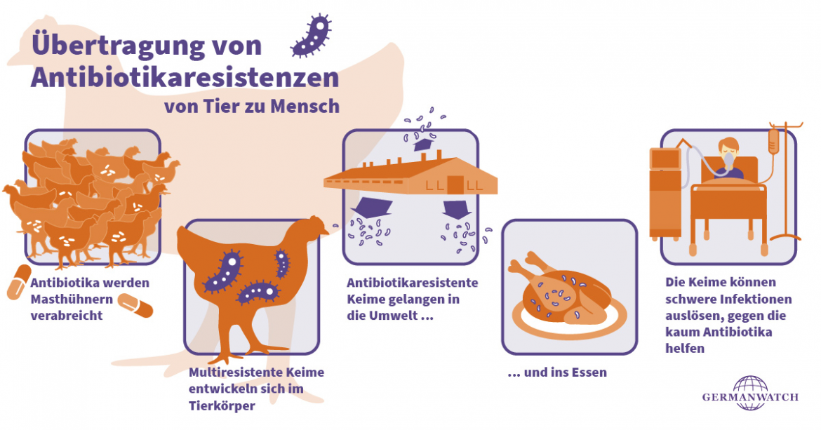 Übertragung von Antibiotikaresitenzen von Tier zu Mensch Grafik