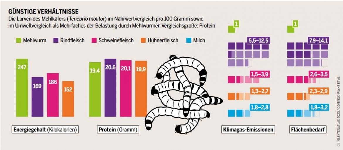 Heinrich Böll Stiftung Insekten