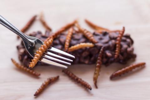 Insekten essen: Marktcheck der Verbraucherzentralen deckt Mängel auf