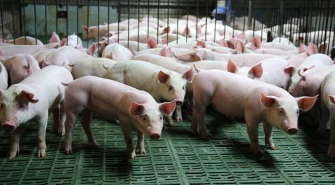 Schweine auf Spaltenböden zu Artikel: Online-Seminar: Kann man Tierwohl kaufen?
