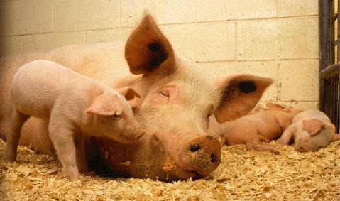 Tierschutz, Tierwohl, artgerechte Tierhaltung - was steckt dahinter?