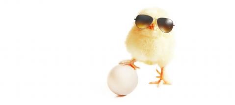 Küken mit Sonnenbrille hält ein Ei mit der Kralle fest. Bild ist freigestellt auf weißem Hintergrund.