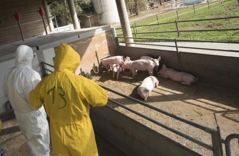 Afrikanische Schweinepest